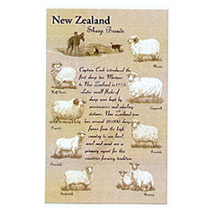 New Zealand Sheep Breeds Tea Towel - MSB
