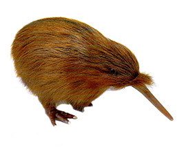 Brown Kiwi - KIW3