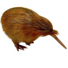 Brown Kiwi - KIW3