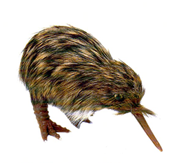 Spotted Kiwi - KIW1