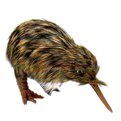 Spotted Kiwi - KIW1