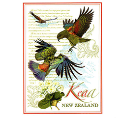 Kea NZ Designer Tea Towel - 65183
